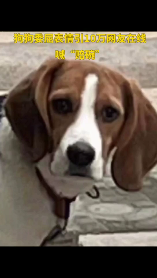 男子停车压扁狗子饭碗，狗狗委屈表情引10万网友在线喊“赔碗”