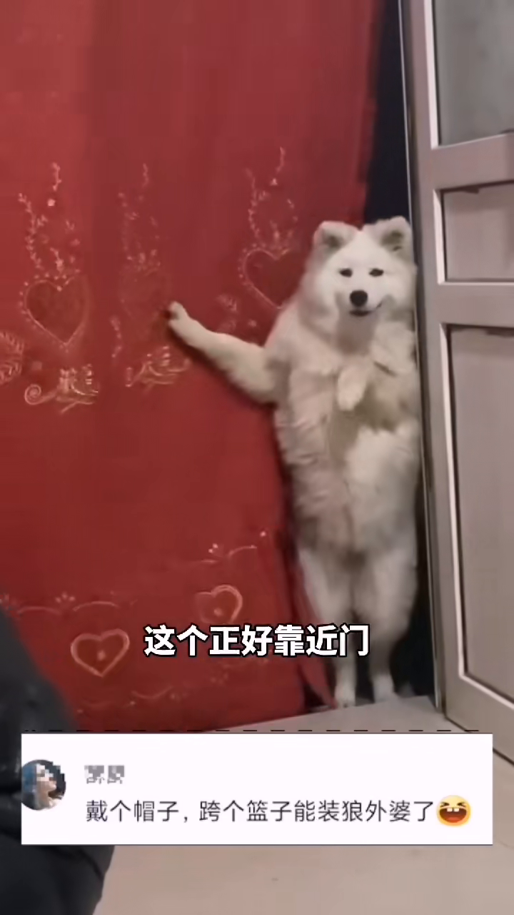 狗狗看到主人吃饭直立掀开门帘进入 网友：跨个篮子能装狼外婆