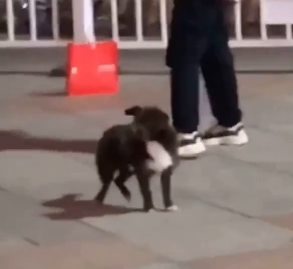 狗狗用脚打节拍和大妈们一起跳广场舞，节奏把握的刚刚好