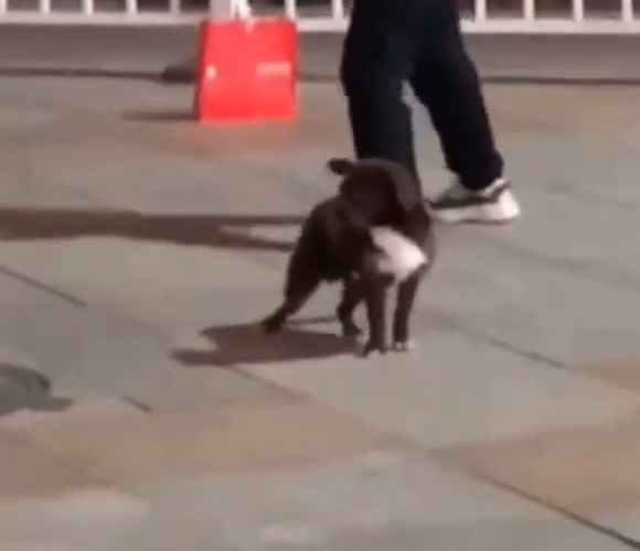 狗狗用脚打节拍和大妈们一起跳广场舞，节奏把握的刚刚好