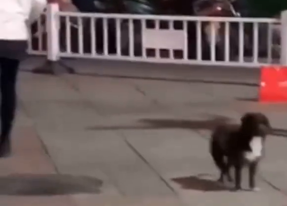 狗狗用脚打节拍和大妈们一起跳广场舞，节奏把握的刚刚好