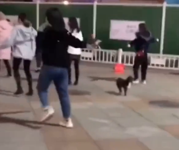狗狗用脚打节拍和大妈们一起跳广场舞，节奏把握的刚刚好