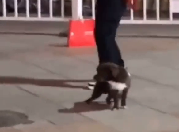 狗狗用脚打节拍和大妈们一起跳广场舞，节奏把握的刚刚好