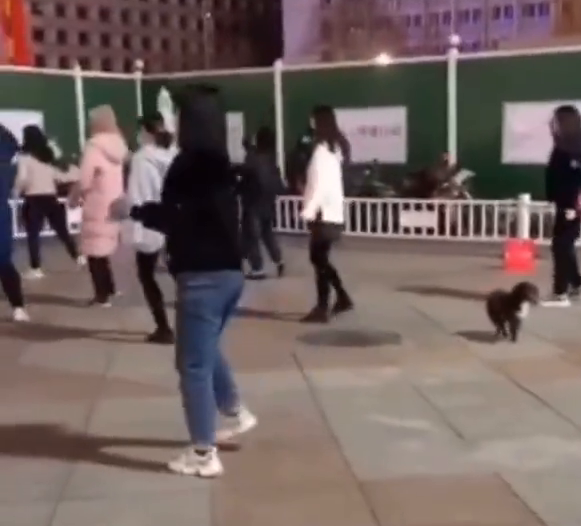 狗狗用脚打节拍和大妈们一起跳广场舞，节奏把握的刚刚好