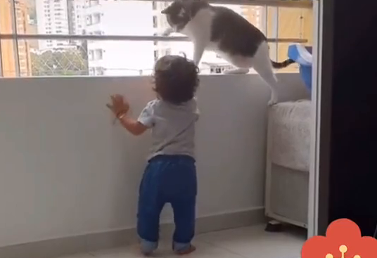 1岁宝宝总想爬窗台,“猫咪奶爸”全程保护! 1岁宝宝总想爬窗台,“猫咪奶爸”全程保护!