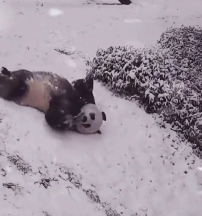 萌化了！大熊猫雪地打滚走红“出圈”，治愈无数外国网友