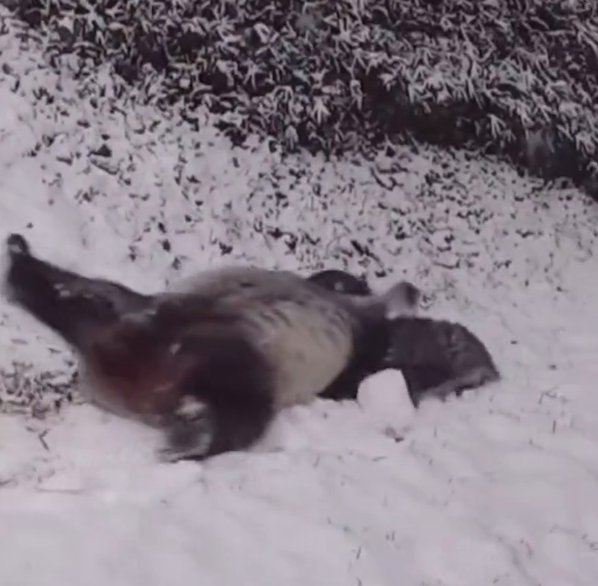 萌化了！大熊猫雪地打滚走红“出圈”，治愈无数外国网友