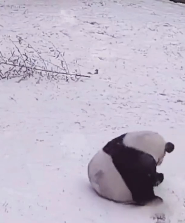 萌化了！大熊猫雪地打滚走红“出圈”，治愈无数外国网友