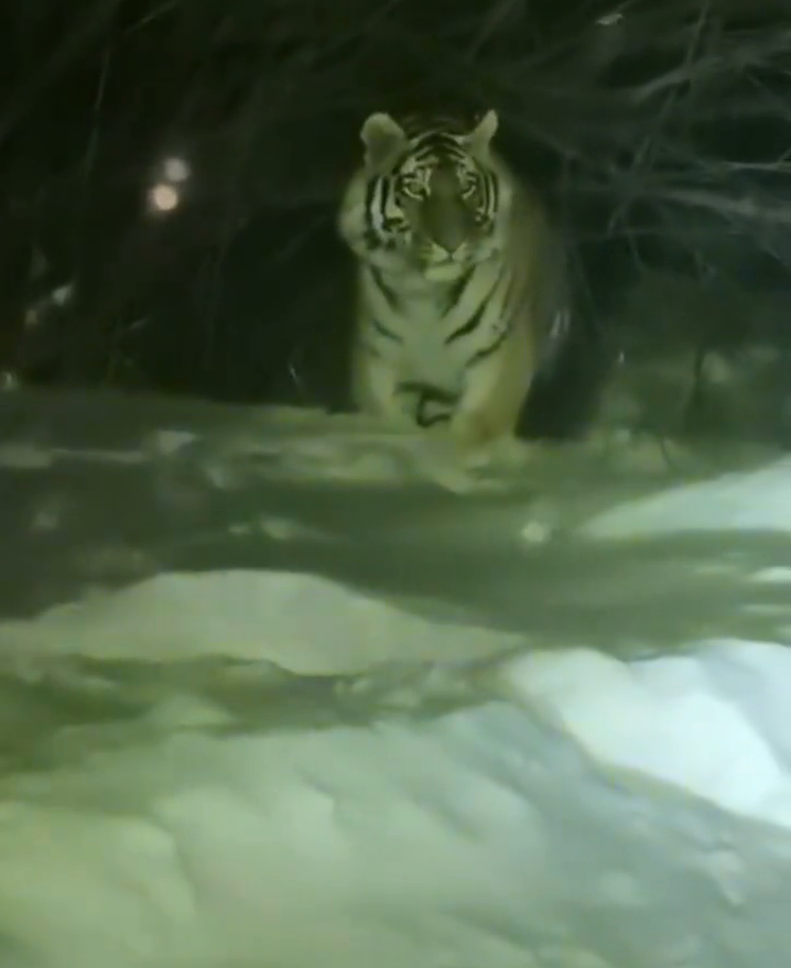 女子下班途中偶遇东北虎，对视几秒后老虎离去