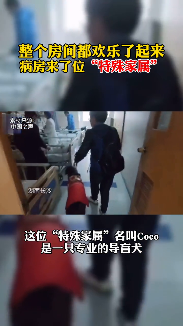 医院特许导盲犬探望其生病主人 这位“特殊家属”温暖了整个病房