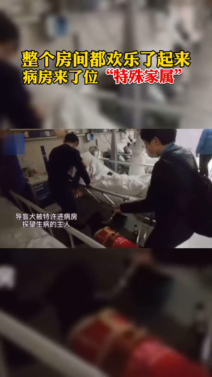医院特许导盲犬探望其生病主人 这位“特殊家属”温暖了整个病房