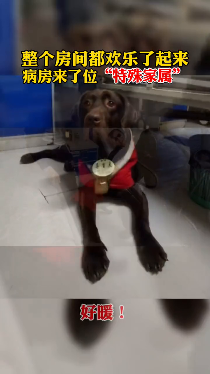 医院特许导盲犬探望其生病主人 这位“特殊家属”温暖了整个病房