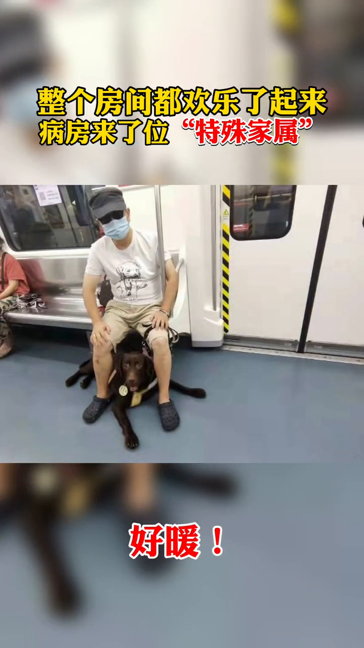 医院特许导盲犬探望其生病主人 这位“特殊家属”温暖了整个病房