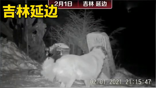 吉林延边：摄影师拍到野生东北虎咬住护院狗
