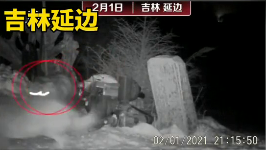 吉林延边：摄影师拍到野生东北虎咬住护院狗