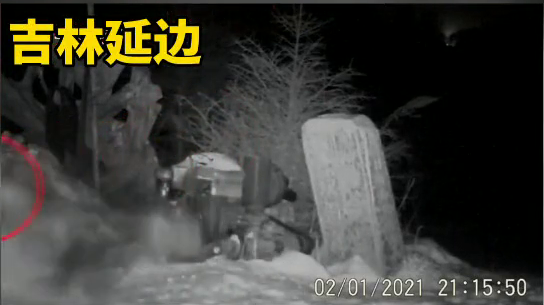 吉林延边：摄影师拍到野生东北虎咬住护院狗