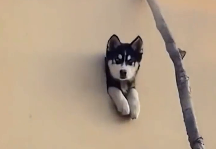 二哈卡墙洞成“狗头监控” 网友：还能声控报警