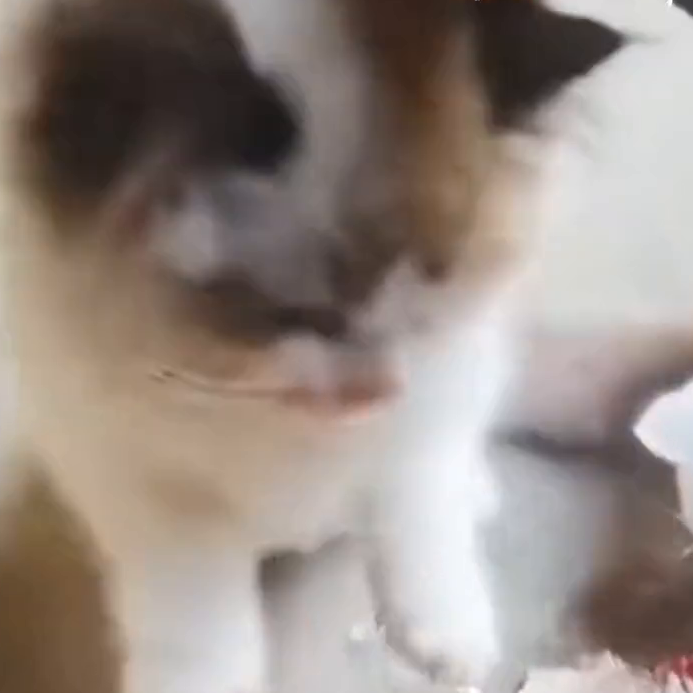 宠物猫偷吃主人养的金鱼被抓现行，揪起来时还“一脸无辜”