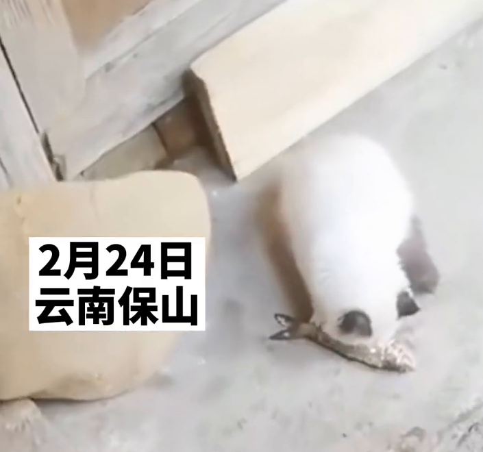 宠物猫偷吃主人养的金鱼被抓现行，揪起来时还“一脸无辜”