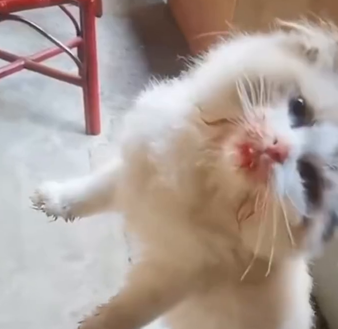 宠物猫偷吃主人养的金鱼被抓现行，揪起来时还“一脸无辜”