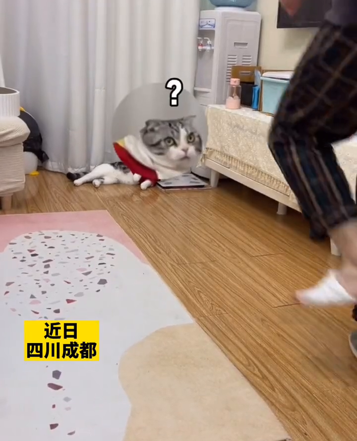 戏精小猫学崴脚主人走路，网友：伤害性不大侮辱性极强