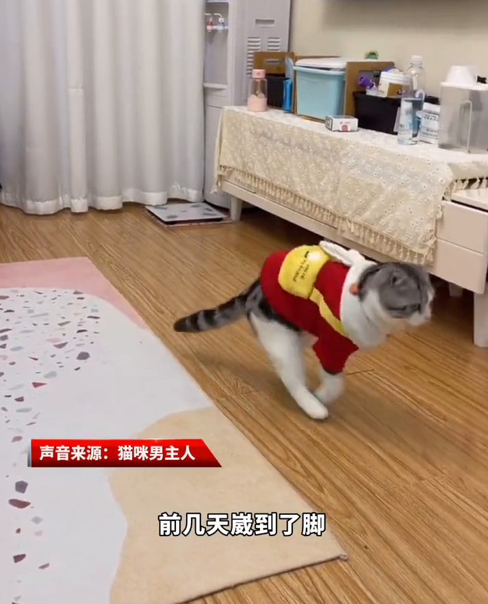 戏精小猫学崴脚主人走路，网友：伤害性不大侮辱性极强