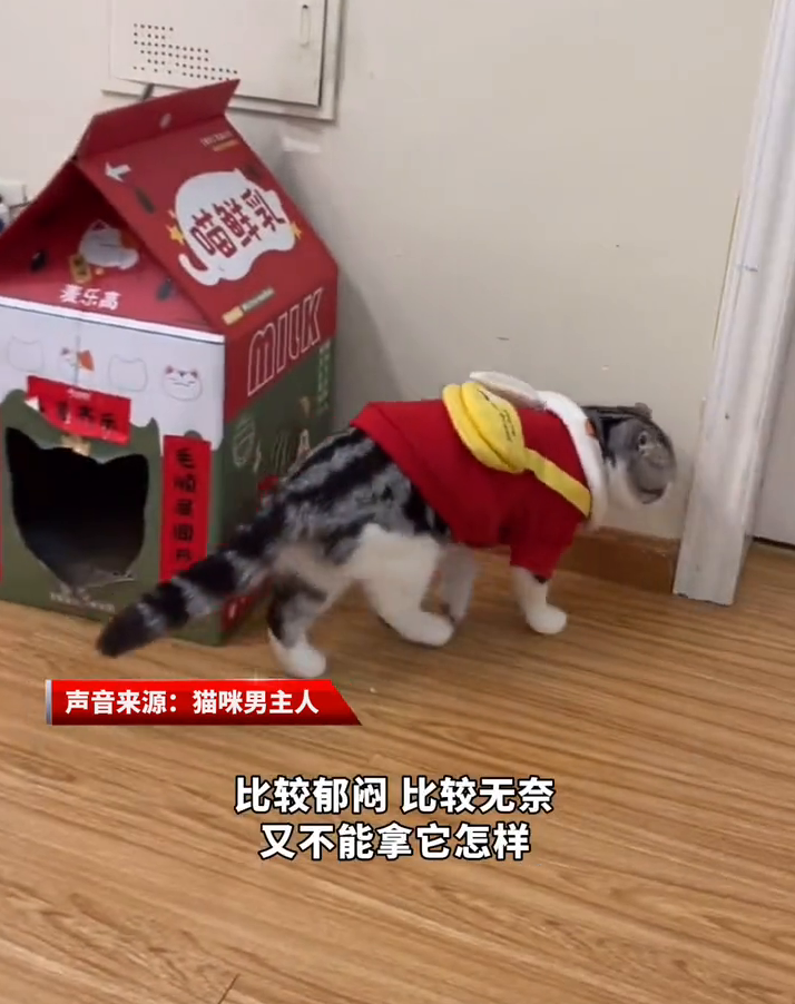 戏精小猫学崴脚主人走路，网友：伤害性不大侮辱性极强