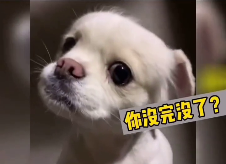 表情超拽！狗狗被教训满脸不服气：你在教我做事？