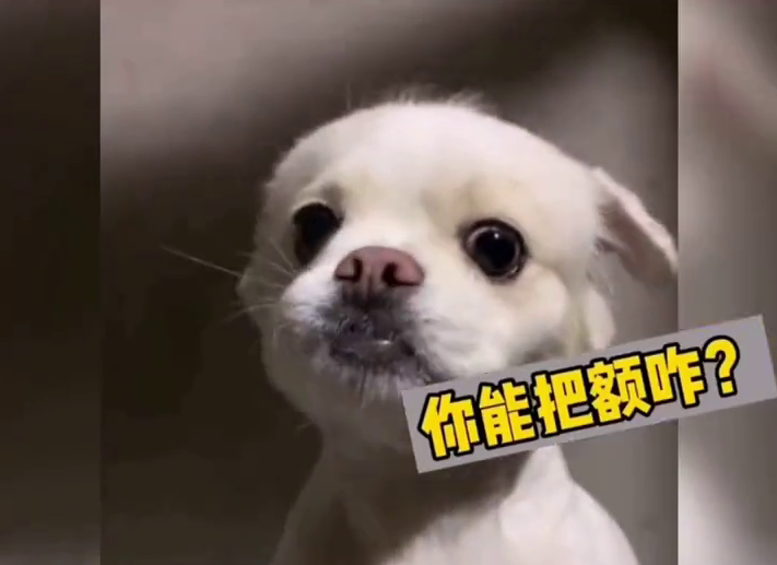 表情超拽！狗狗被教训满脸不服气：你在教我做事？