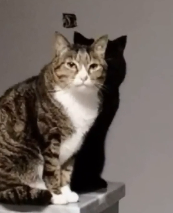 黑猫黑到被误以为是影子，网友：以为影子长眼睛了！