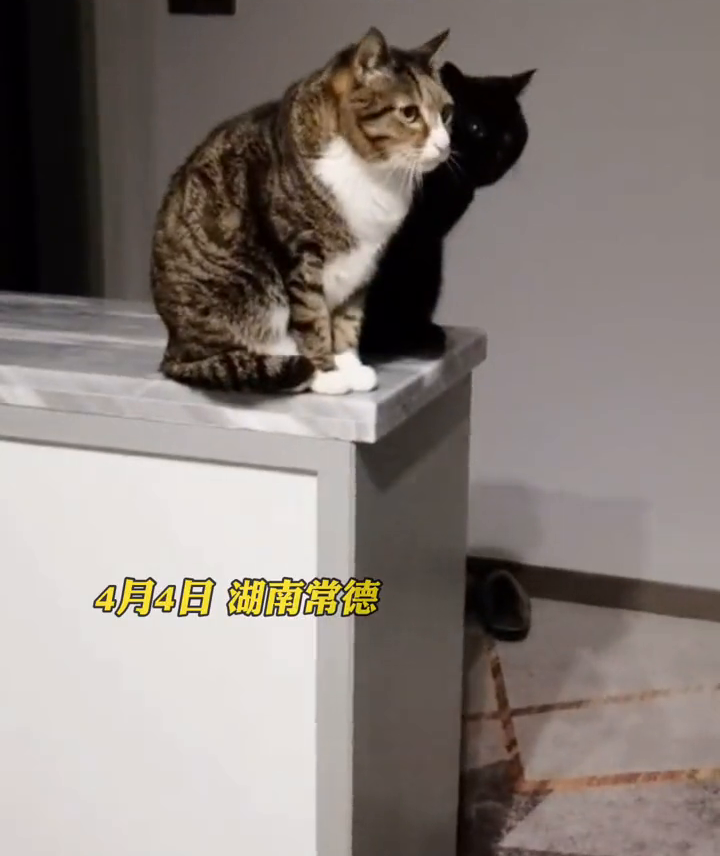 黑猫黑到被误以为是影子，网友：以为影子长眼睛了！