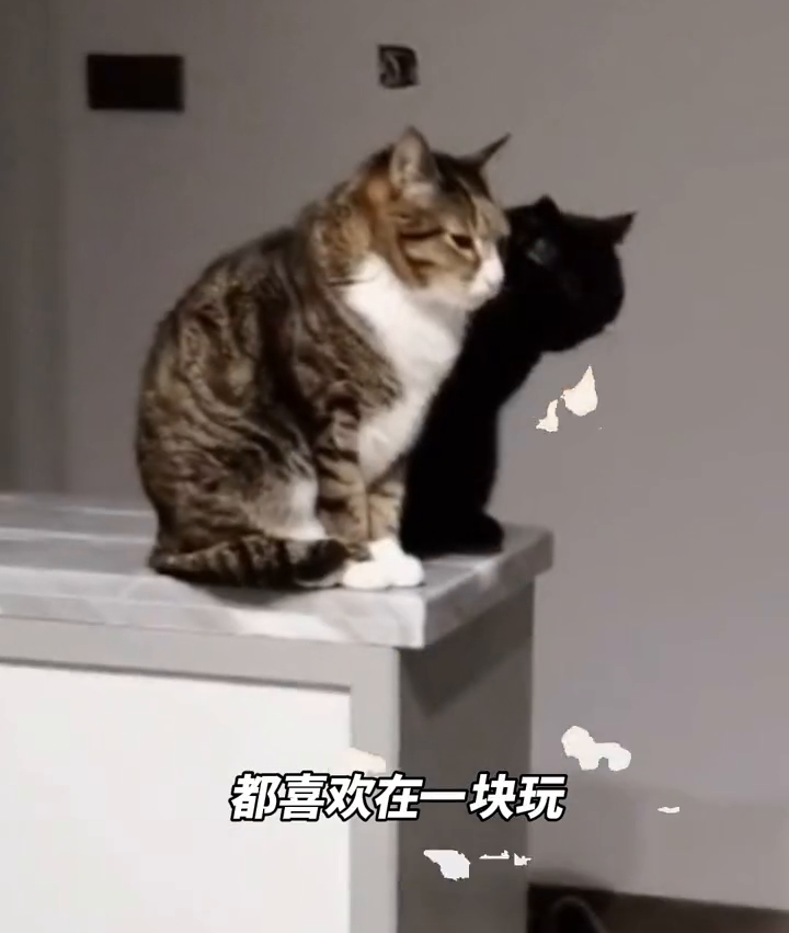 黑猫黑到被误以为是影子，网友：以为影子长眼睛了！