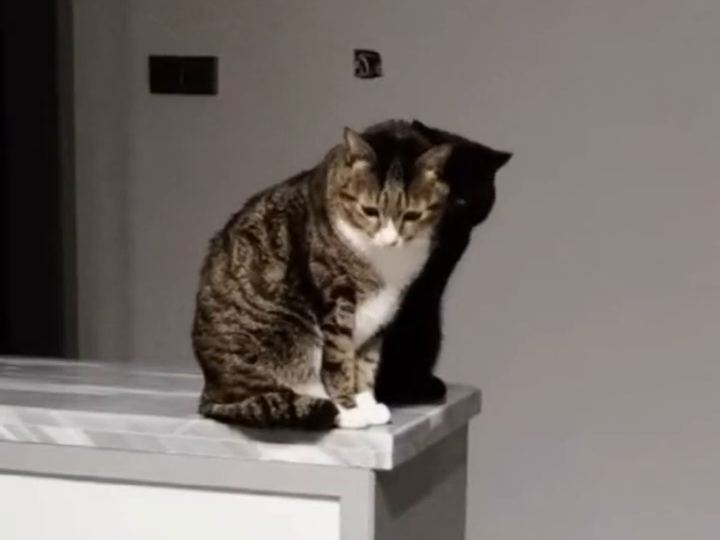 黑猫黑到被误以为是影子，网友：以为影子长眼睛了！