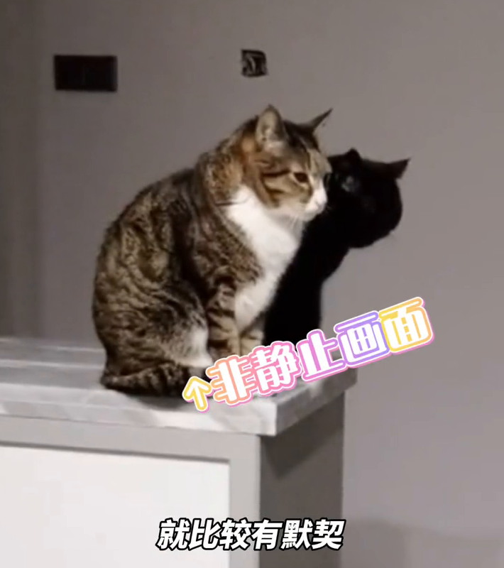 黑猫黑到被误以为是影子，网友：以为影子长眼睛了！