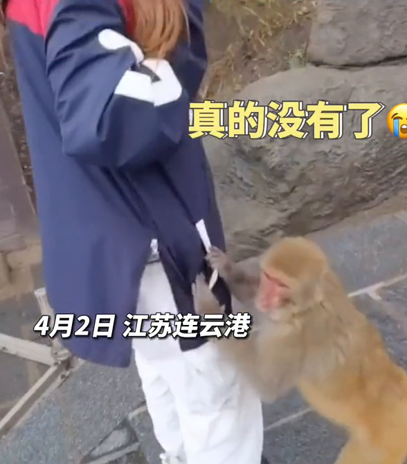 女孩游花果山被猴掏3次兜，连粉饼都不放过，无奈求饶：放过我吧