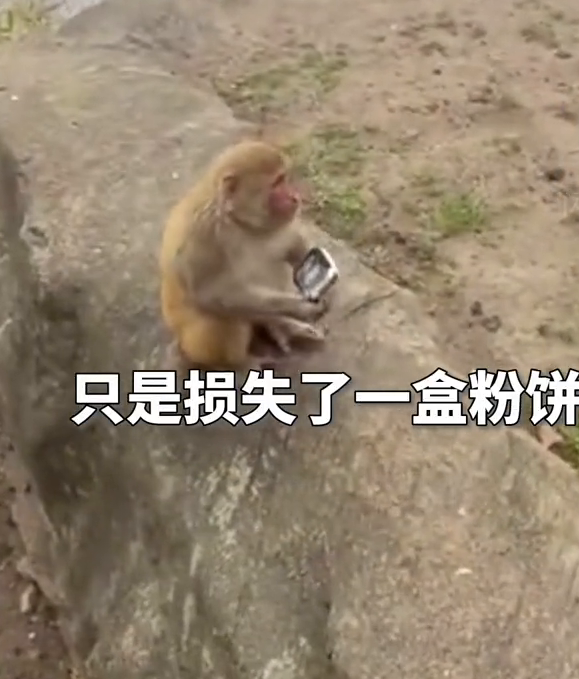 女孩游花果山被猴掏3次兜，连粉饼都不放过，无奈求饶：放过我吧