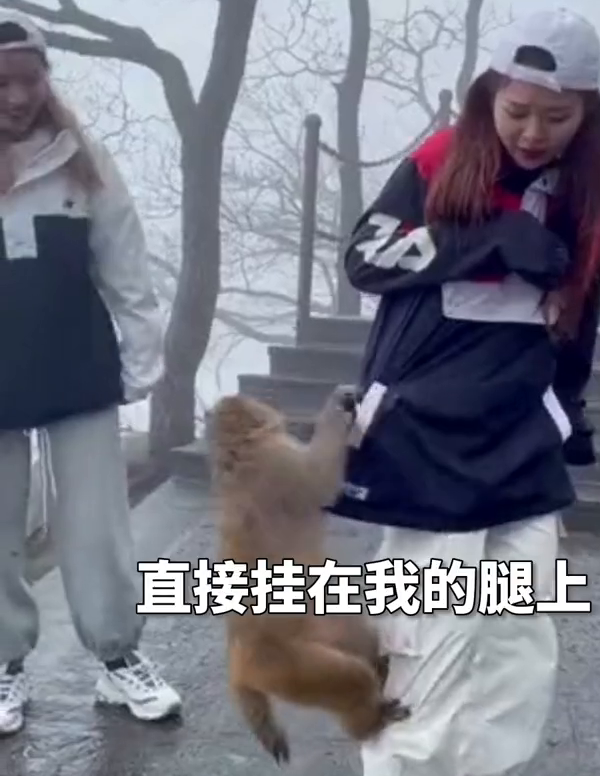 女孩游花果山被猴掏3次兜，连粉饼都不放过，无奈求饶：放过我吧