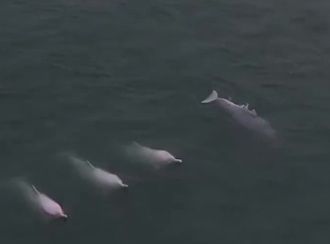 5只粉色海豚时而齐头并进时而自由嬉戏，十分罕见