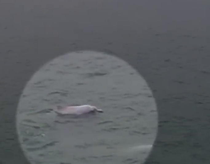5只粉色海豚时而齐头并进时而自由嬉戏，十分罕见