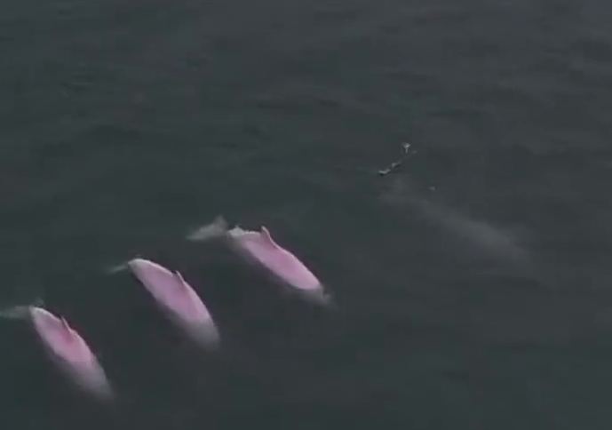 5只粉色海豚时而齐头并进时而自由嬉戏，十分罕见
