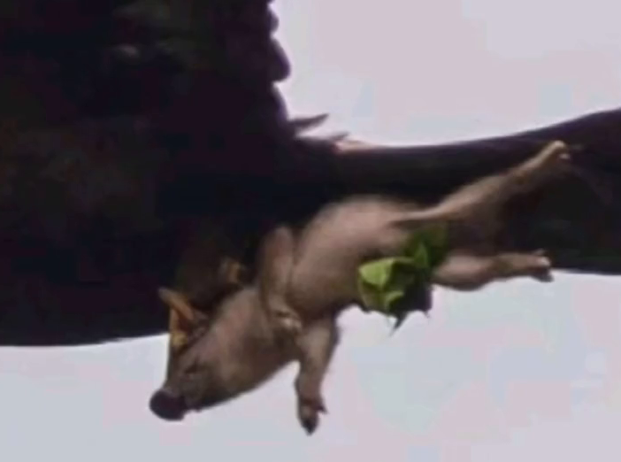 没在风口上，猪也“飞”上了天！摄影师拍到金雕抱野猪天上飞