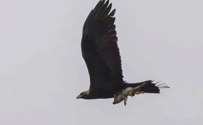 没在风口上，猪也“飞”上了天！摄影师拍到金雕抱野猪天上飞