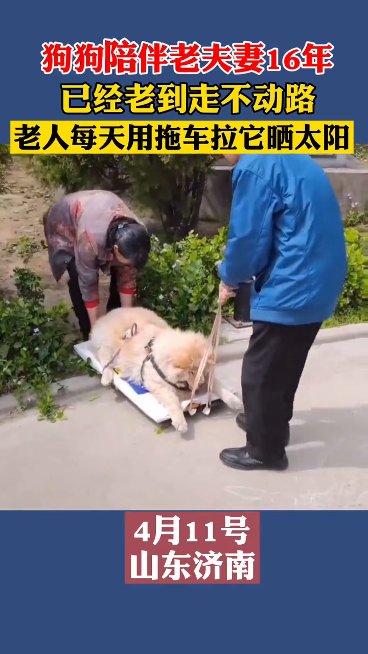 陪伴主人16年的狗狗已走不动路，老夫妻每天用拖板车拉它晒太阳