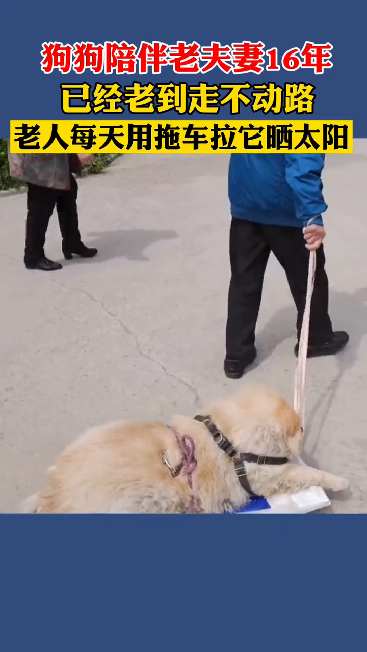 陪伴主人16年的狗狗已走不动路，老夫妻每天用拖板车拉它晒太阳