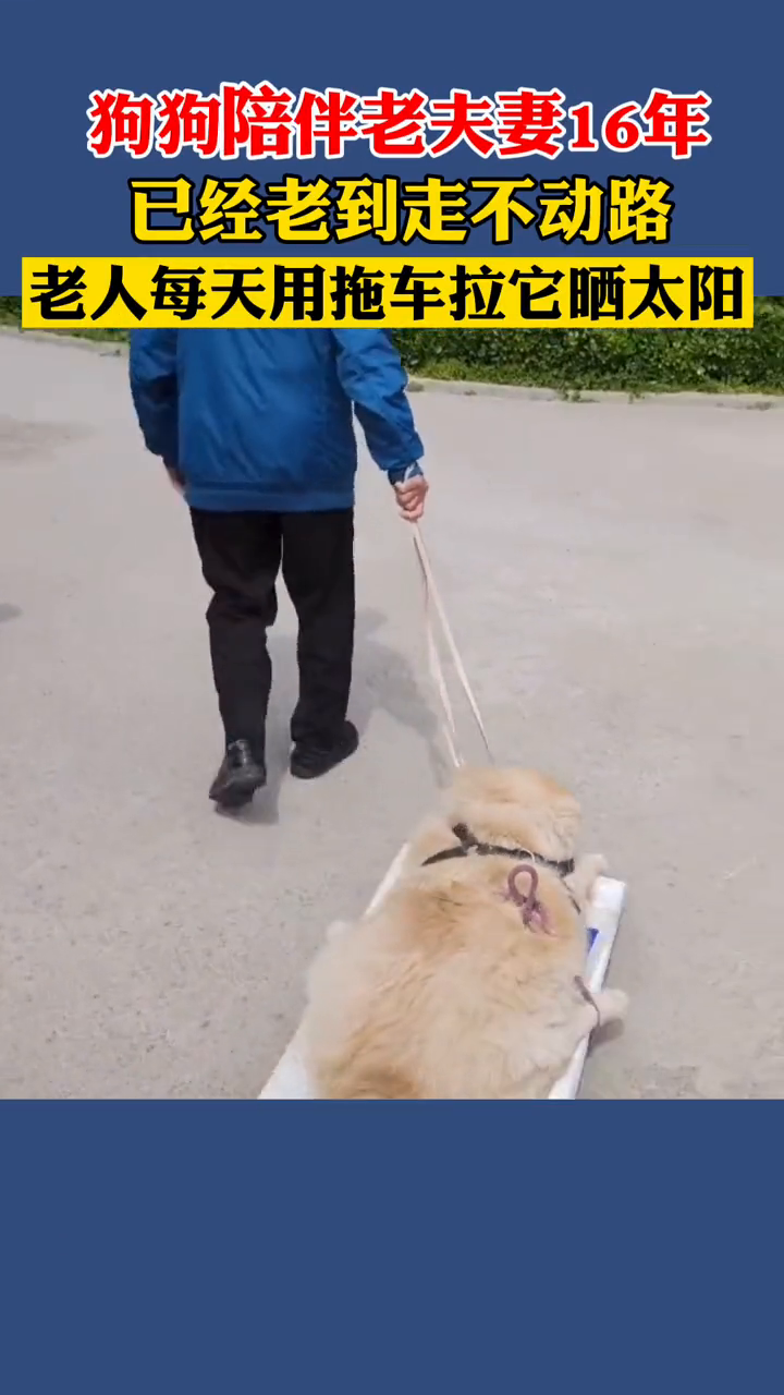 陪伴主人16年的狗狗已走不动路，老夫妻每天用拖板车拉它晒太阳