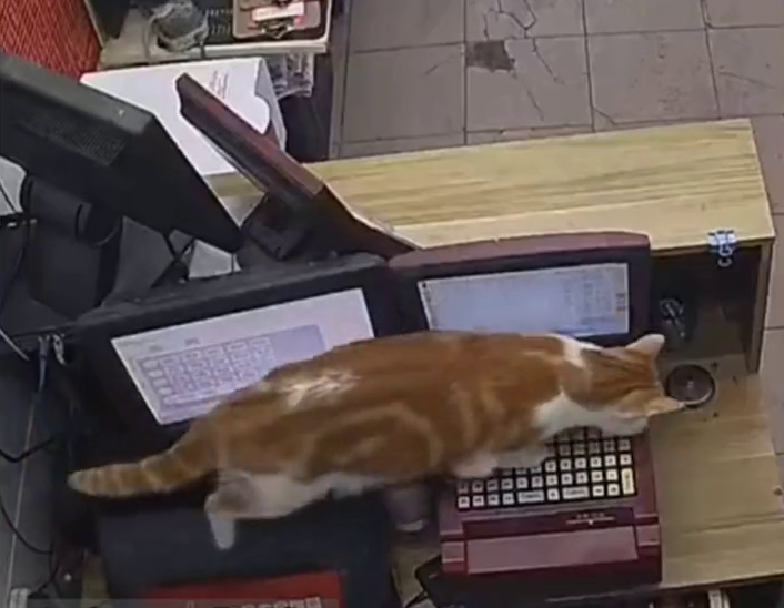 彩票店老板养的猫踩出一张“排列五”，网友：机会来了