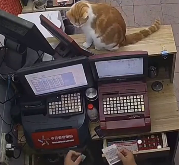 彩票店老板养的猫踩出一张“排列五”，网友：机会来了
