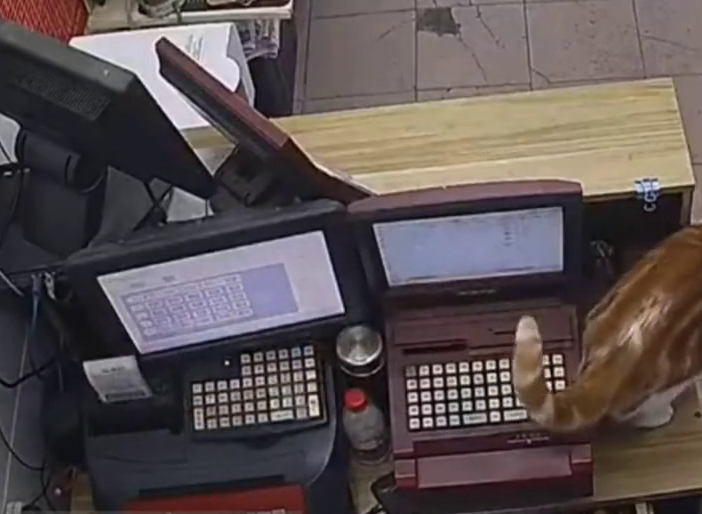 彩票店老板养的猫踩出一张“排列五”，网友：机会来了