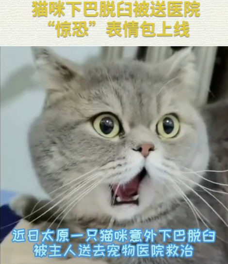 猫咪下巴脱臼被送医院 “惊恐”表情包上线 猫咪下巴脱臼被送医院 “惊恐”表情包上线