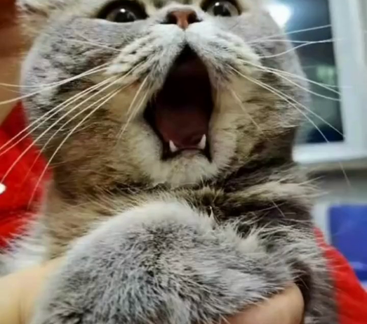 猫咪下巴脱臼被送医院 “惊恐”表情包上线 猫咪下巴脱臼被送医院 “惊恐”表情包上线